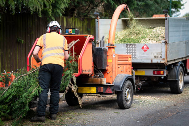 Large Tree Removal